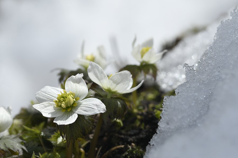 jpeg1.jpg : 마음의 꽃