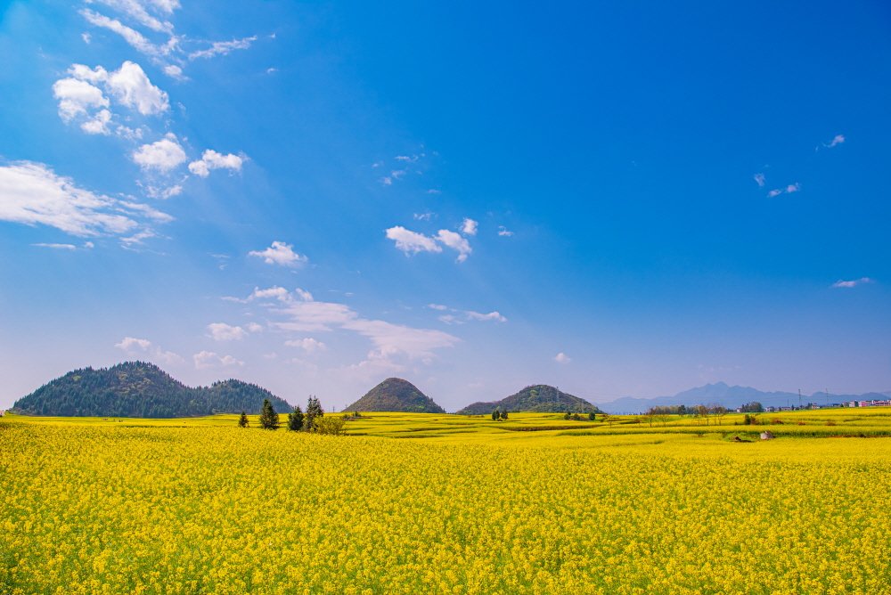 [R]DSC_4787.jpg : 운남성 유채밭