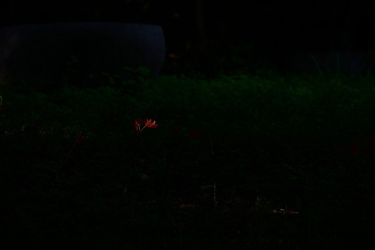 BandPhoto_10125860380.jpg : 불갑사ㅡ답사