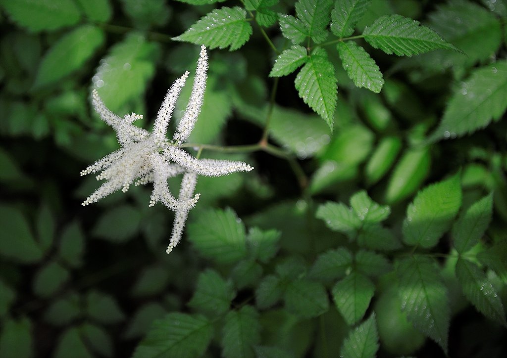 _DSC8005.jpg : 소백산에서 만난 야생화