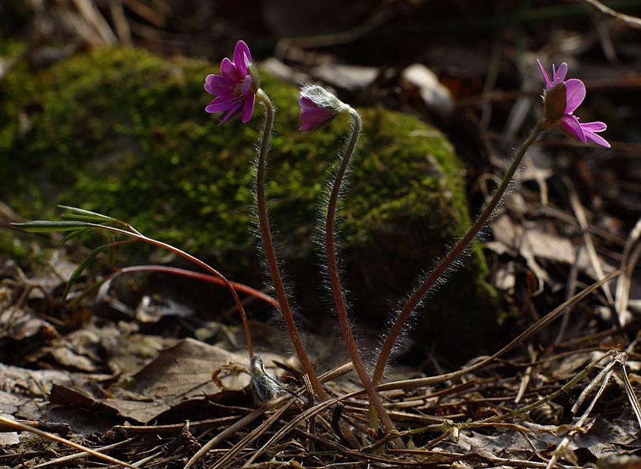 IMGP2643.JPG : 꽃찍으러 갈때 아직 멀었나요?