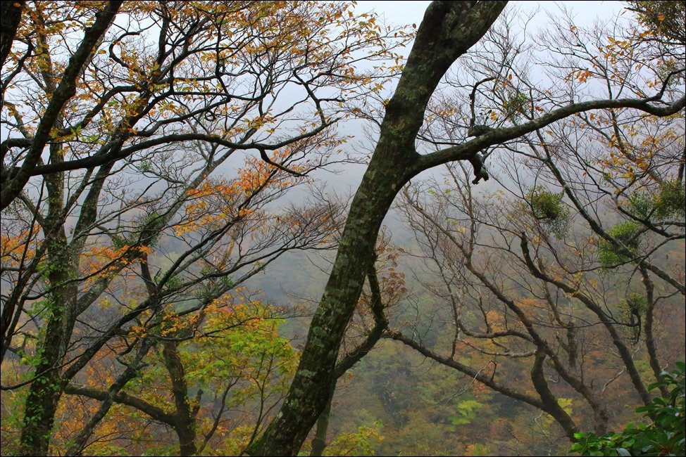 DPP_0001.JPG : 관음사계곡  단풍