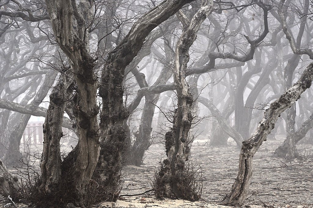 _DSC2679_00001_01.jpg : 추억소환-영흥도 소사나무