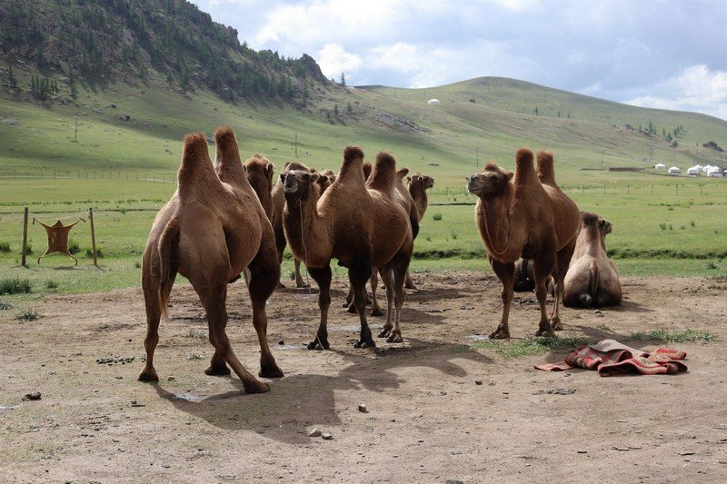 IMG_7975.jpg : 몽골