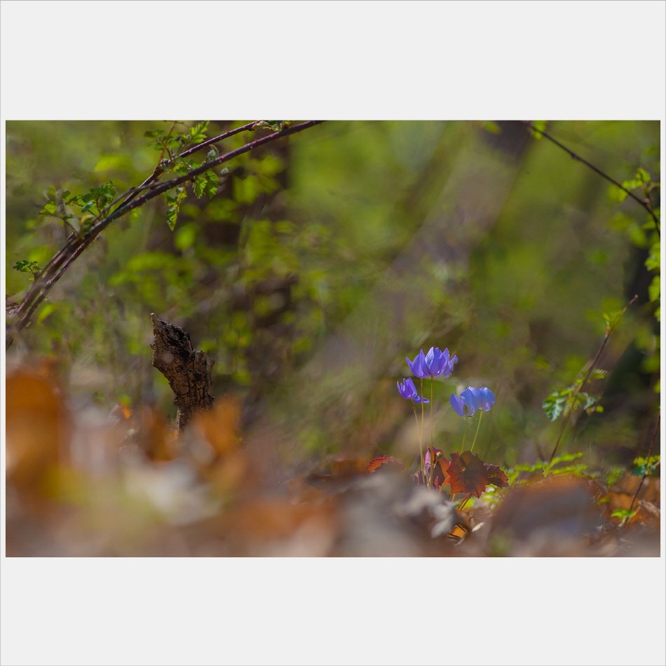 [R]DSC_8224.jpg : 아랫마을 깽깽이풀