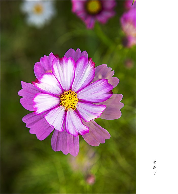 575A0648.jpg : 코스모스^^
