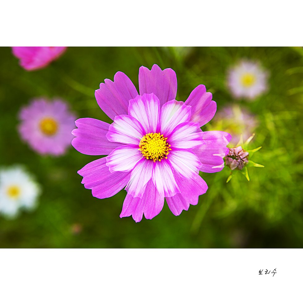 575A0641.jpg : 코스모스^^