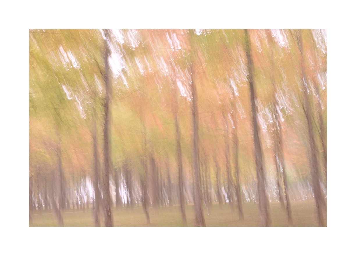 DSC_7482.JPG : 남이섬 풍경