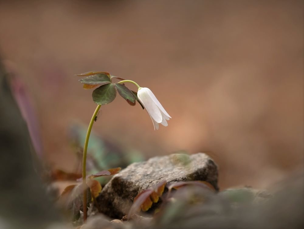 DSCF5464.jpg : 아름도 몰라요~~