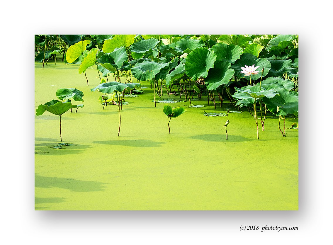 649A7407-편집.jpg : 연꽃 649A7407-편집.jpg : 연꽃