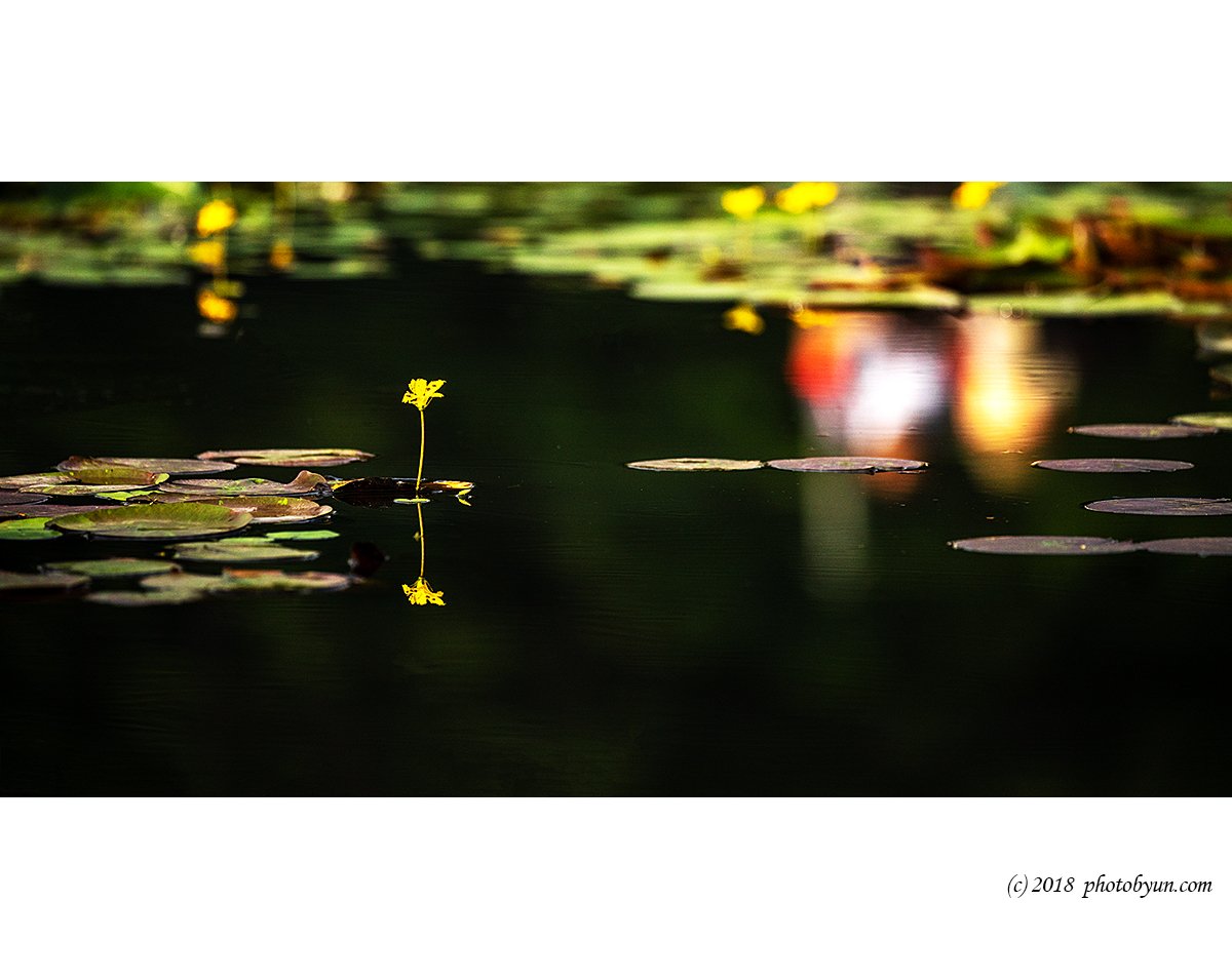 649A7350-편집.jpg : 연꽃 649A7350-편집.jpg : 연꽃