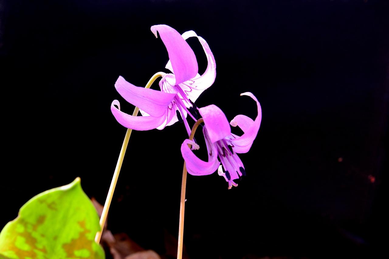 BandPhoto_2023_04_23_21_29_55.jpg : 분홍빛 향기