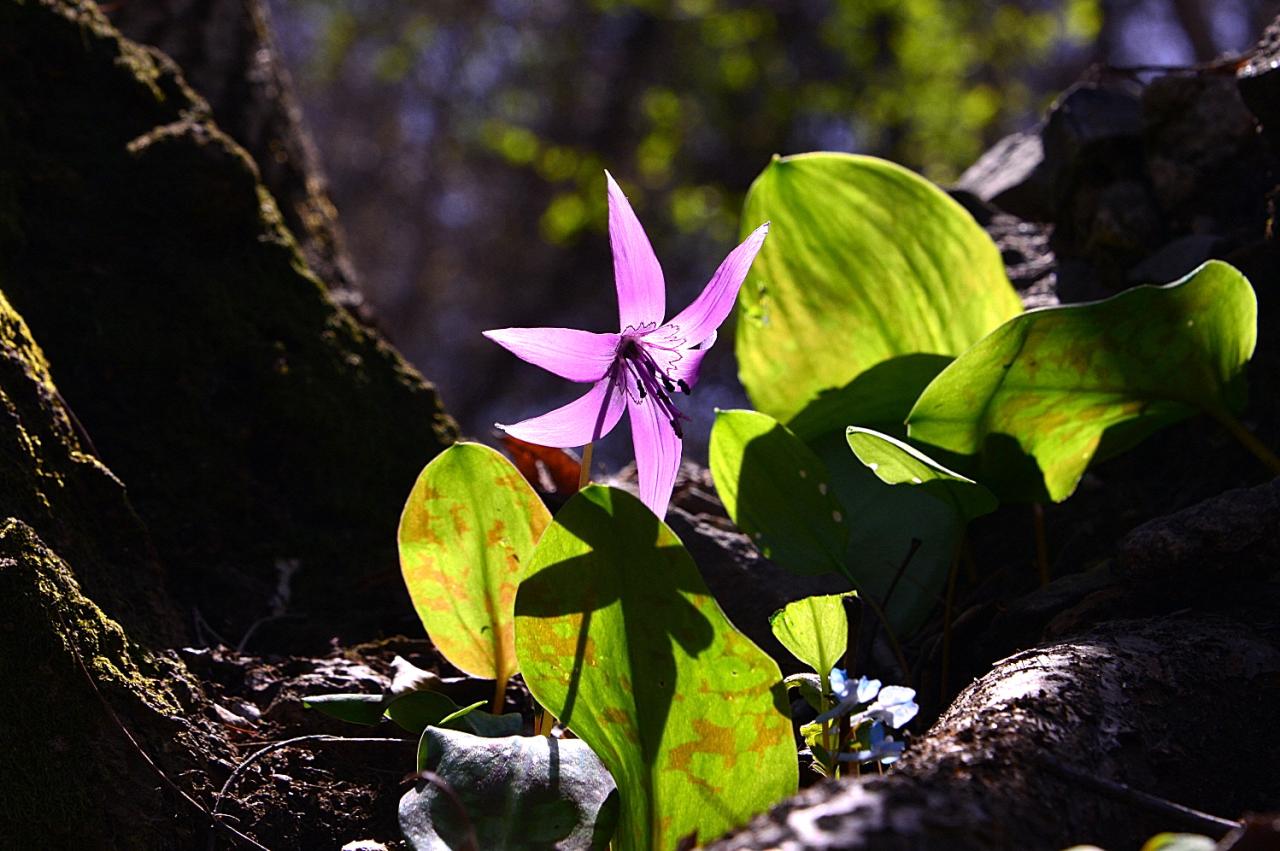 BandPhoto_2023_04_23_21_30_23.jpg : 분홍빛 향기