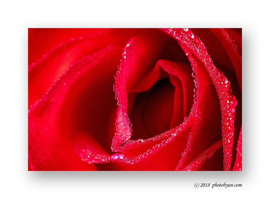 181A0880-편집.jpg : 장미 181A0880-편집.jpg : 장미