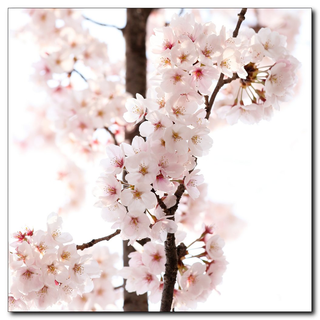 IMG_9318-1-2-3.jpg : 벚꽃